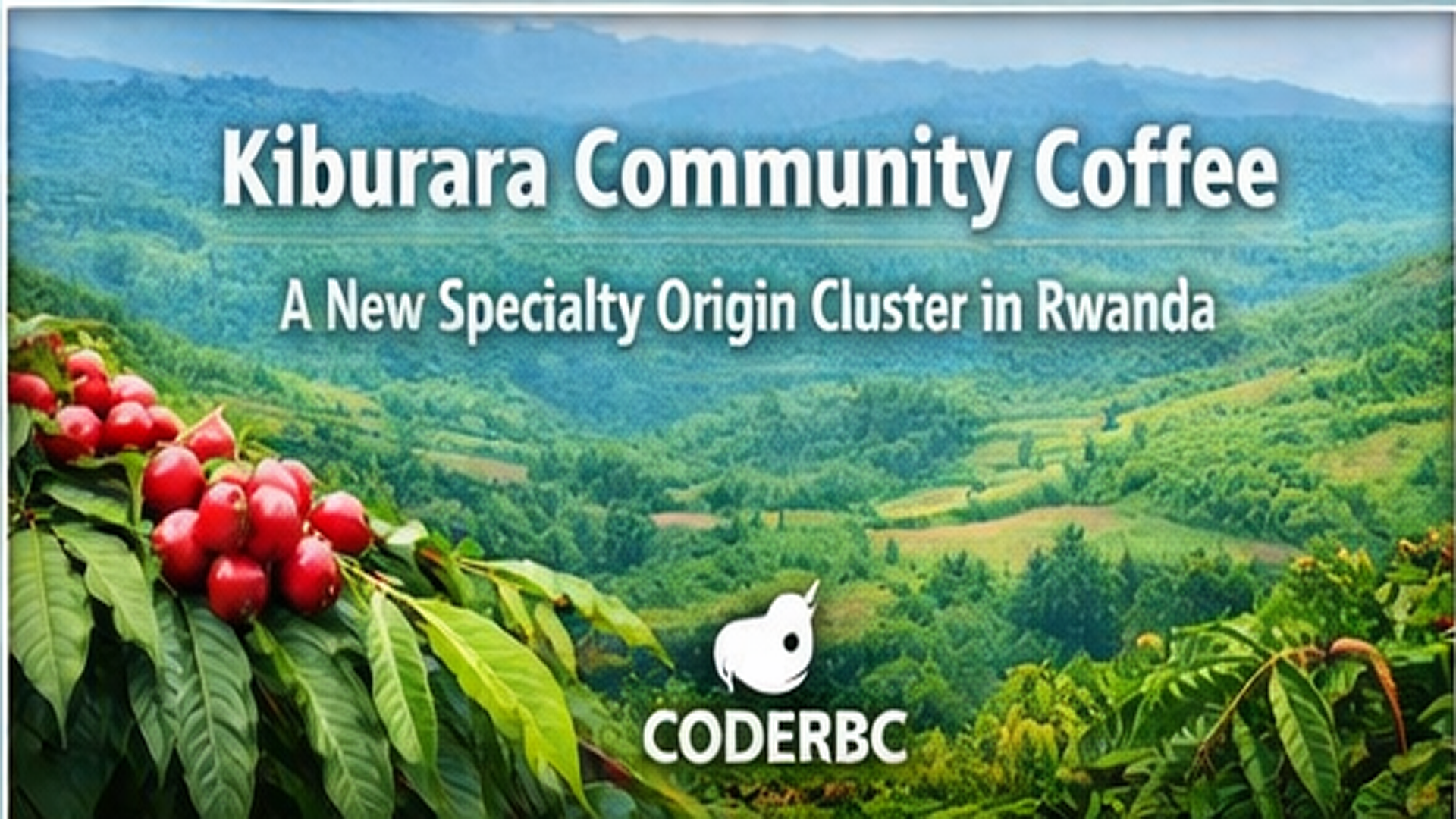 Kiburara Community Coffee — a new specialty origin cluster in Rwanda